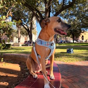 Foxy, Shepherd, senior, available for adoption