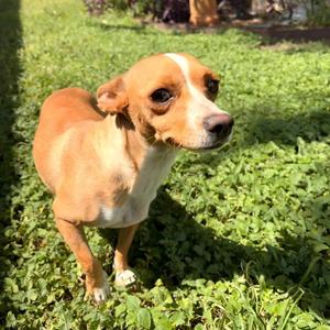 Duchess, Chihuahua, adult, available for adoption