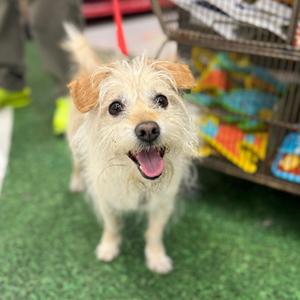Chilaquil, Shih Tzu, adult, available for adoption