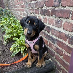 Katia, Coonhound, puppy, available for adoption