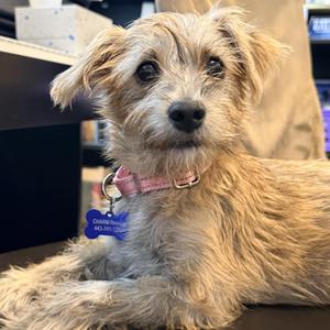 Sora, Terrier, young, available for adoption