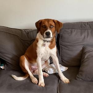 Duckie, Labrador Retriever / Hound, young, available for adoption