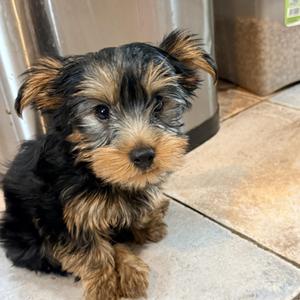 Luna, Yorkshire Terrier, puppy, available for adoption