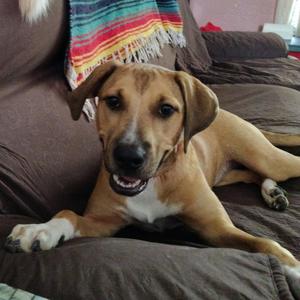 Ginger Bell CS, Shepherd, young, available for adoption