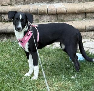 Rosa, Mixed Breed, puppy, available for adoption