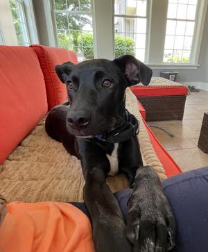 Luffy reduced fee, Mixed Breed, young, available for adoption