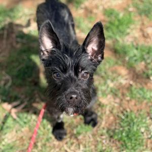 Tiki, Terrier, young, available for adoption