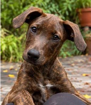 Kimmie, Hound, puppy, available for adoption
