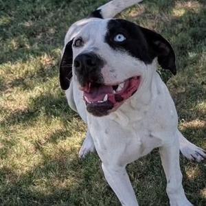 Tubby CS, Mixed Breed, young, available for adoption