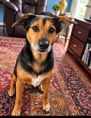 Pompeii (Im a senior) FEE WAIVED, Hound, senior, available for adoption