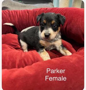 Parker cs, Australian Cattle Dog / Blue Heeler, puppy, available for adoption