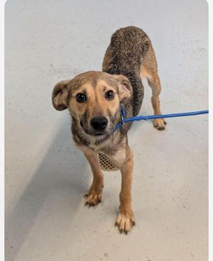 a dog with a blue leash