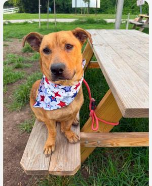 Katniss cs, Mixed Breed, adult, available for adoption