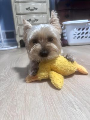 Mindy Paws, Yorkshire Terrier, young, available for adoption