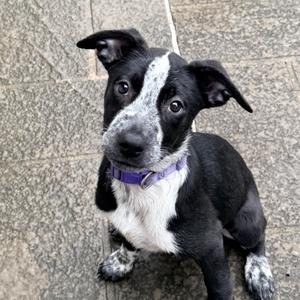 Allesandra, Pointer, puppy, available for adoption