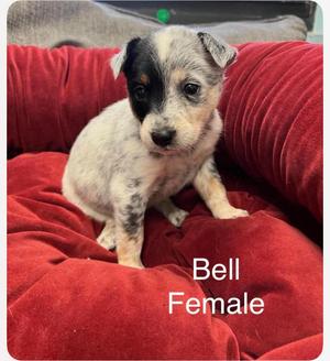 Bell cs, Australian Cattle Dog / Blue Heeler, puppy, available for adoption