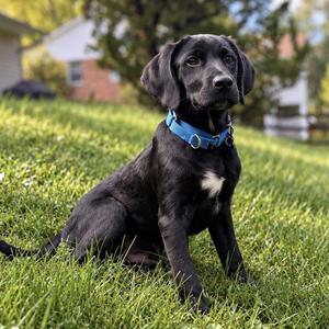 Toffee, Hound / Labrador Retriever, puppy, available for adoption