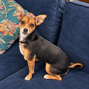 Sassy. Sponsored Fee, Rat Terrier / Chihuahua, adult, available for adoption