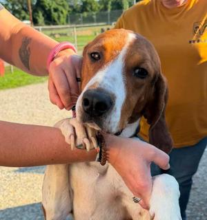 Tammy cs, American Foxhound / Hound, adult, available for adoption