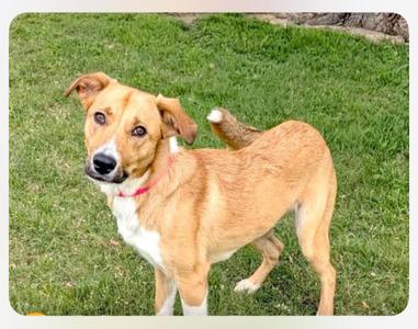 Vanessa cs, Labrador Retriever, young, available for adoption