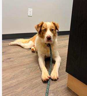 A brown and white dog lying on a wooden floor, wearing a green leash.