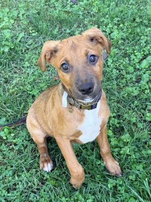 A brown and white puppy sitting on grass, looking up with big eyes.
