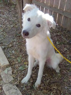 A white dog sitting on the ground with a yellow leash attached to its collar. The dog has a fluffy coat and is looking towards the camera. The background consists of a wooden fence and some dry leaves on the ground.