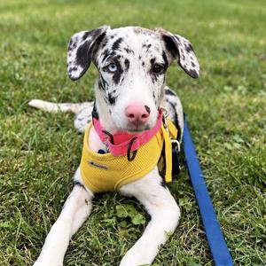 Lila, Australian Shepherd, young, available for adoption