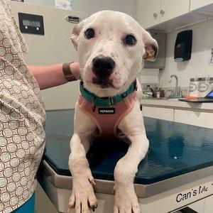 Carrot, Labrador Retriever, young, available for adoption