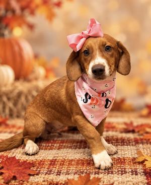 Idgy, Basset Hound / Hound, young, available for adoption