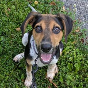 Gertie, Mixed Breed, puppy, available for adoption