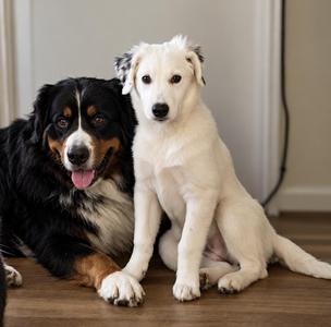 Blanche. I am deaf. Fee is sponsored, Great Pyrenees / Labrador Retriever, puppy, available for adoption
