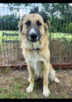 Miss Pennie, Great Pyrenees, adult, available for adoption