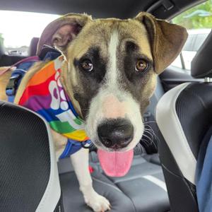 Mari, Mixed Breed, puppy, available for adoption