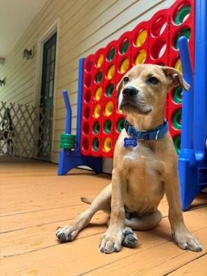 Fred reduced fee, Mixed Breed, puppy, available for adoption
