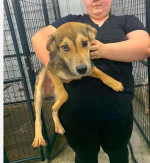 River cs, Mixed Breed, young, available for adoption