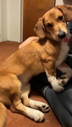 Tawanda, Basset Hound / Beagle, young, available for adoption