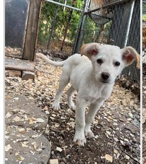 Finn, Labrador Retriever / Great Pyrenees, puppy, available for adoption
