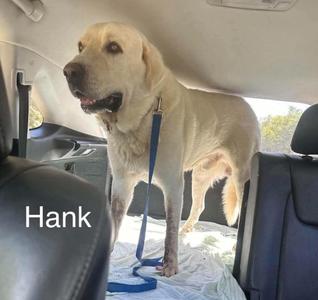 A yellow Labrador Retriever standing in the back seat of a car, wearing a blue leash. The dog is looking towards the camera with its mouth slightly open. The name "Hank" is written in white text on the left side of the image.