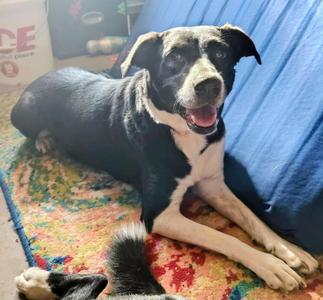 Winnie CS, Mixed Breed, adult, available for adoption