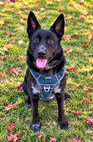Loki, Australian Cattle Dog / Blue Heeler, adult, available for adoption