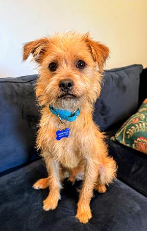 Haal, Terrier / Border Terrier, young, available for adoption