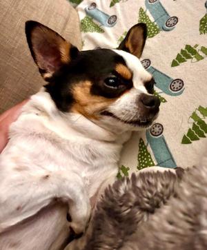 Remy, Chihuahua, adult, available for adoption