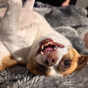 Rosie, Chihuahua / Pug, young, available for adoption