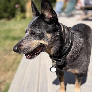 Beverly, Australian Cattle Dog / Blue Heeler, adult, available for adoption