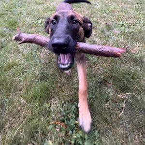 A dog holding a stick in its mouth, standing on grass.