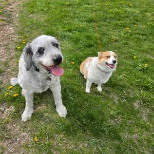 Niko & Astrid, Corgi, adult, available for adoption
