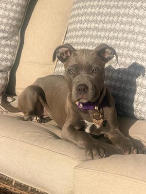 Jazmine, Pit Bull Terrier, puppy, available for adoption
