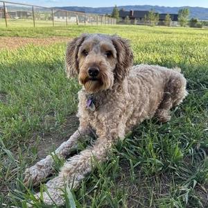 Mabel, Goldendoodle, young, available for adoption