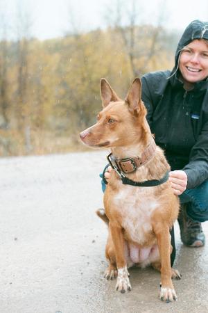Peaches, Border Collie / Cattle Dog, adult, available for adoption